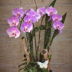 OR006-Orchid
