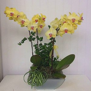 OR008-Orchid