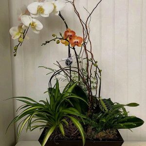 OR009-Orchid