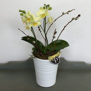 Orchid