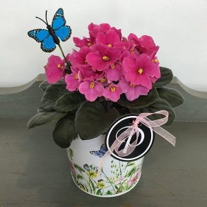Plant