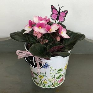 Plant
