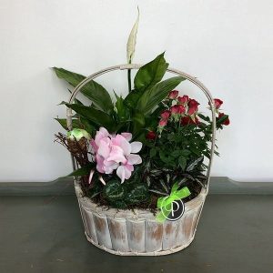 Plants