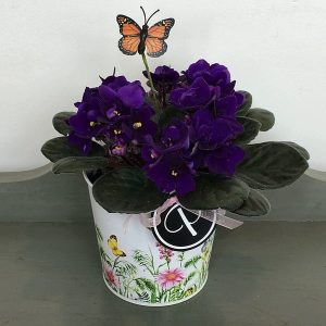 Plant