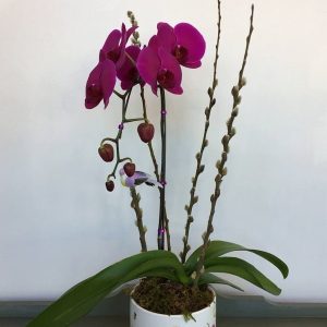 Special Buy by Posy Floral Design