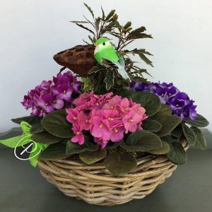 SB005 Special Buy