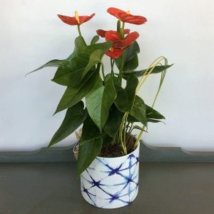 Special Buy by Posy Floral Design