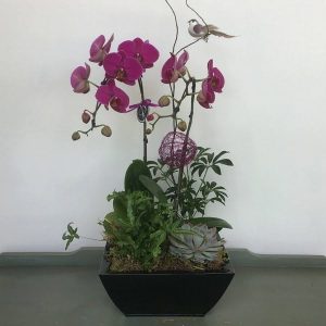 OR041 orchid Plant by posy Floral Design