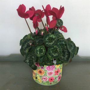 PL031 Plant