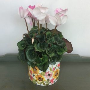 PL032 Plant