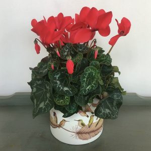 PL033 Plant