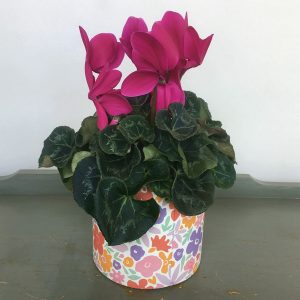 PL034 Plant