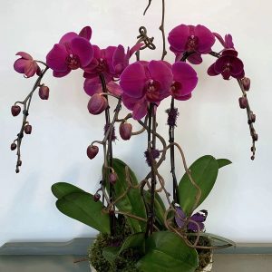 OR042 Orchid Plant