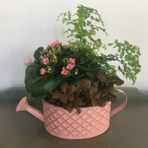 PL035 Plant