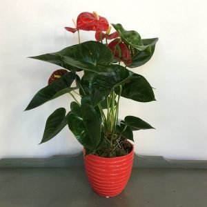 PL036 Plant