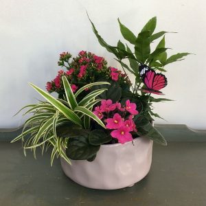 PL038 Plant