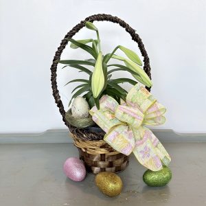 PL040 Easter Lily Plant
