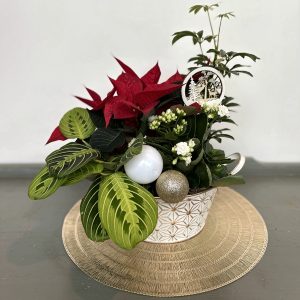 Poinsettia