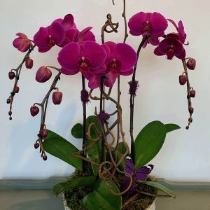 Orchids arrangement